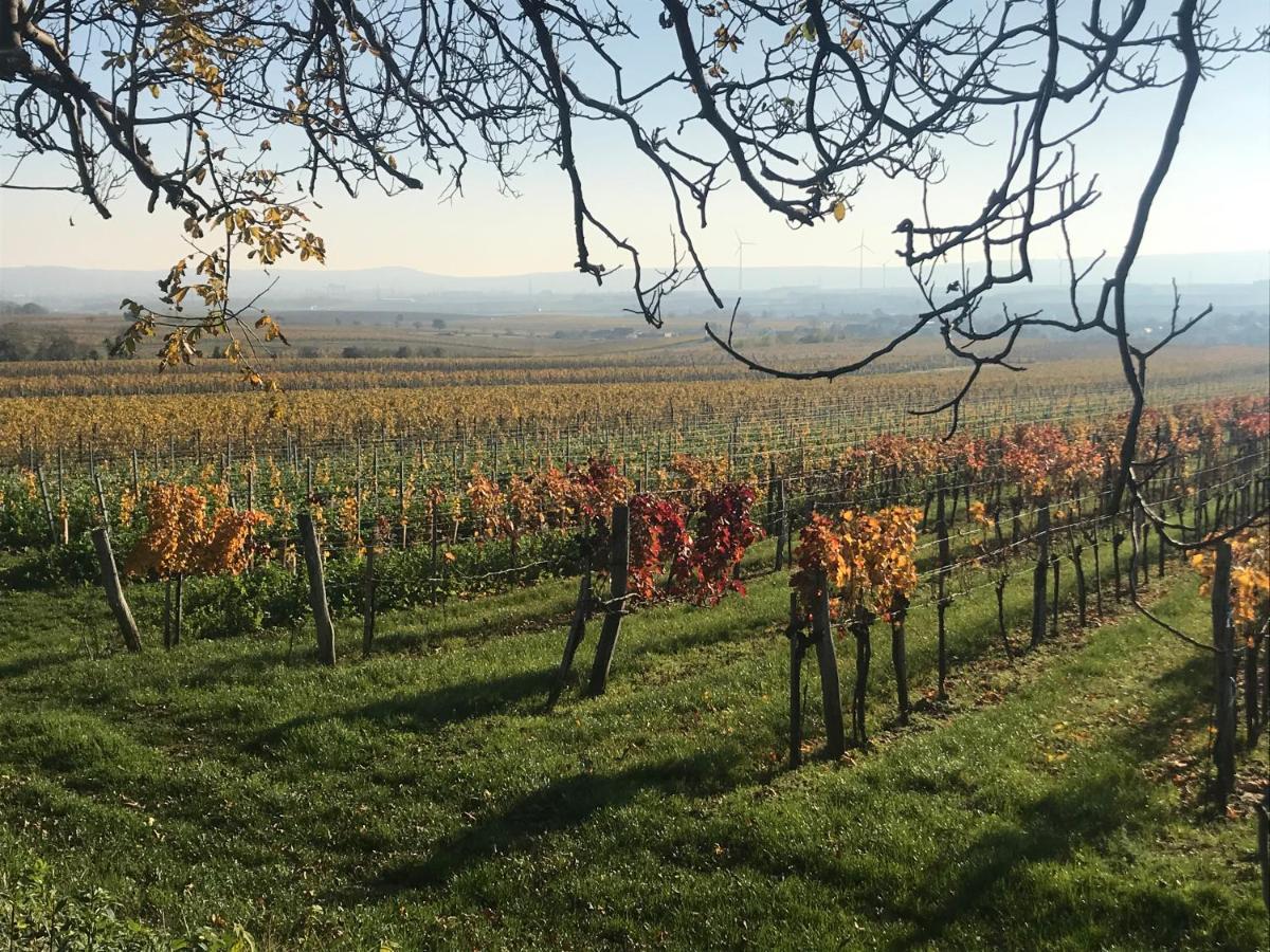 Weingut & Gastezimmer Edelmann Göttlesbrunn Exterior foto
